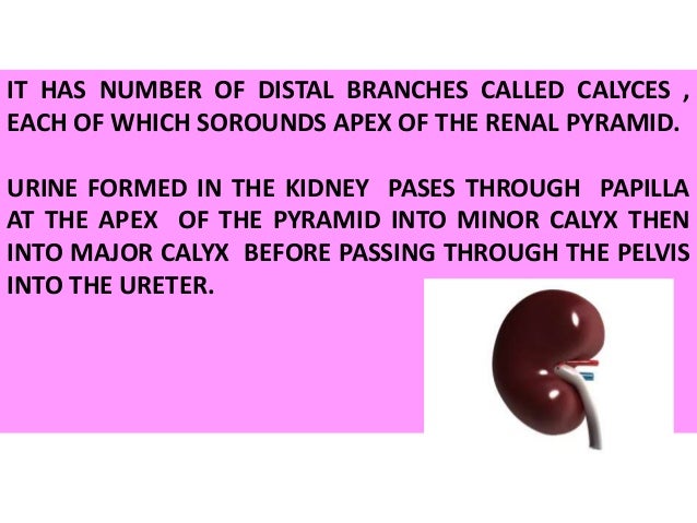 Anatomy of kidneys
