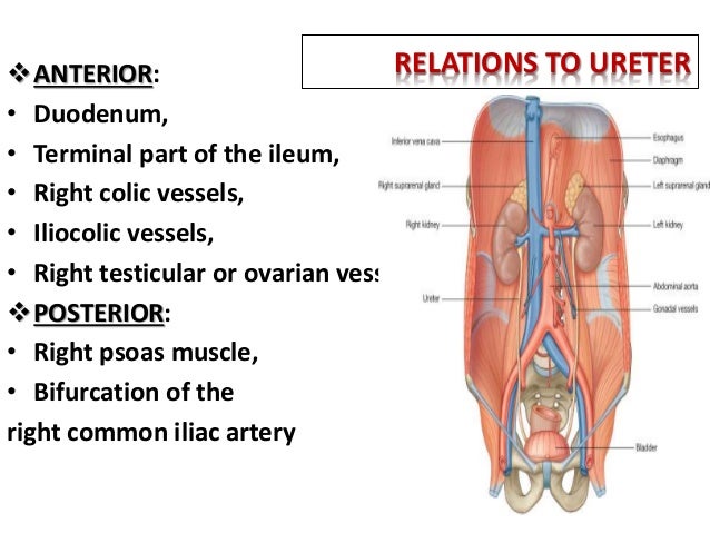 common iliac veins forming ivc anatomy of kidneys common iliac veins forming ivc anatomy of kidneys