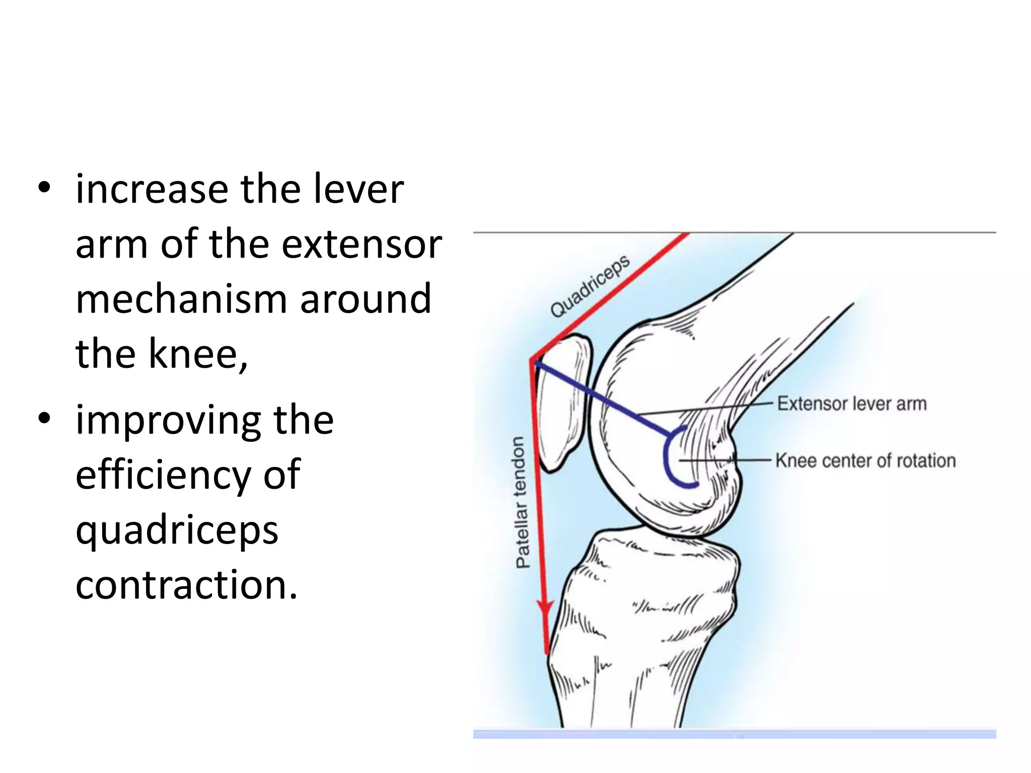 Extensor Contraction Anatomy of knee and biomechanics | PPTX