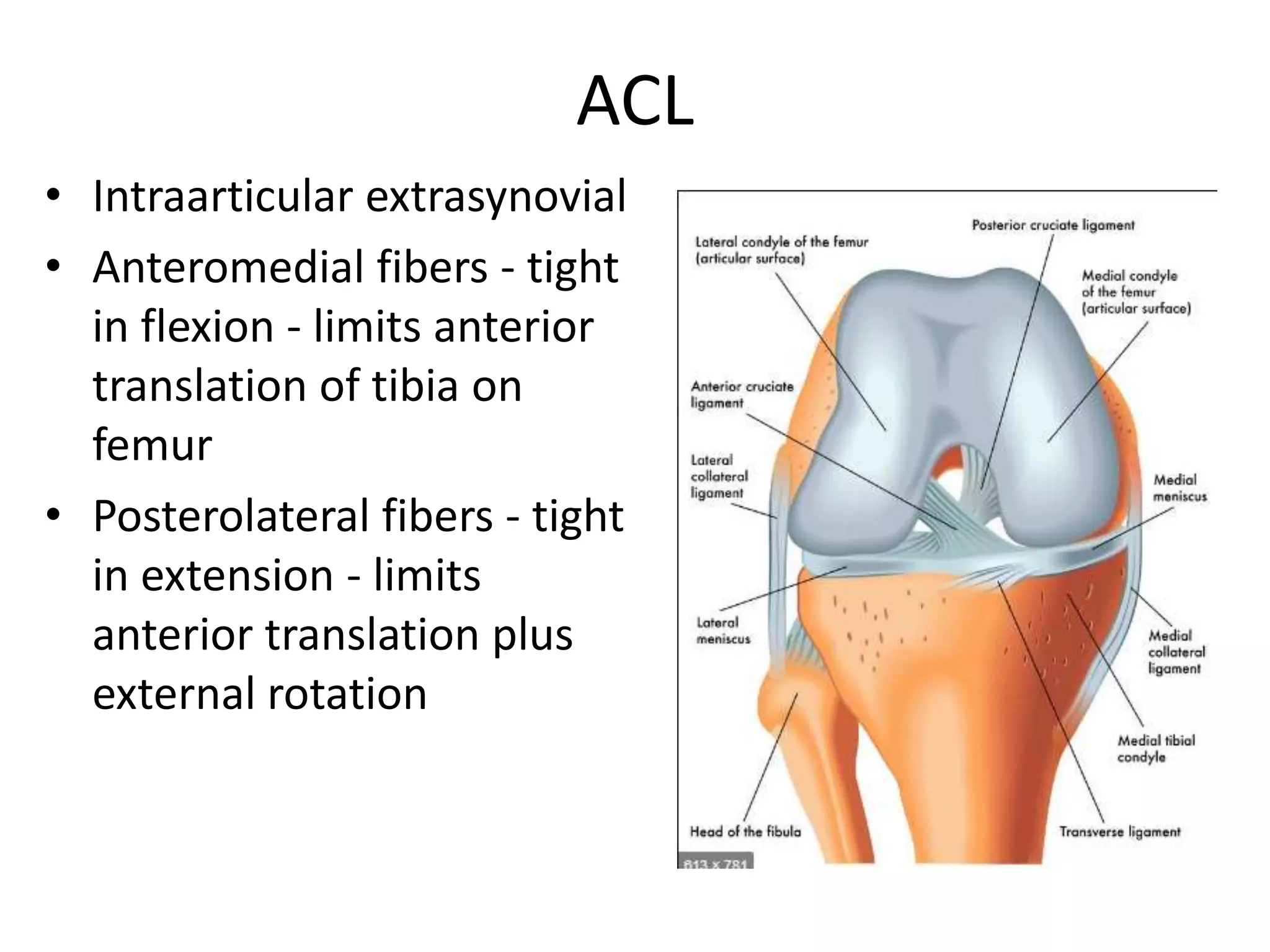 Anatomy of knee and biomechanics | PPTX