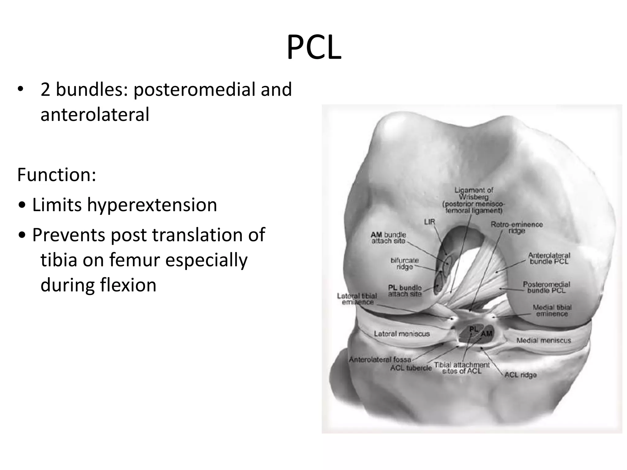 Anatomy of knee and biomechanics | PPTX