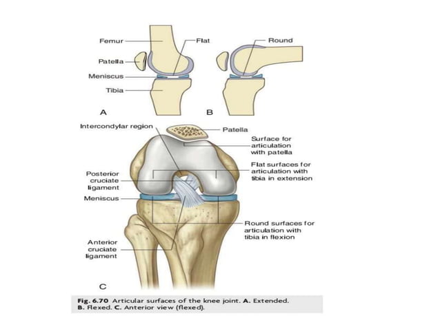 Anatomy of knee joint | PPTX