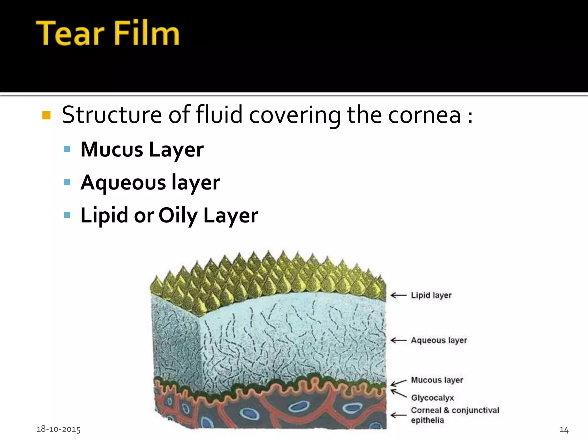 Lacrimal Apparatus Anatomy: Quiz Yourself & Become An Expert! - 3n6ftym