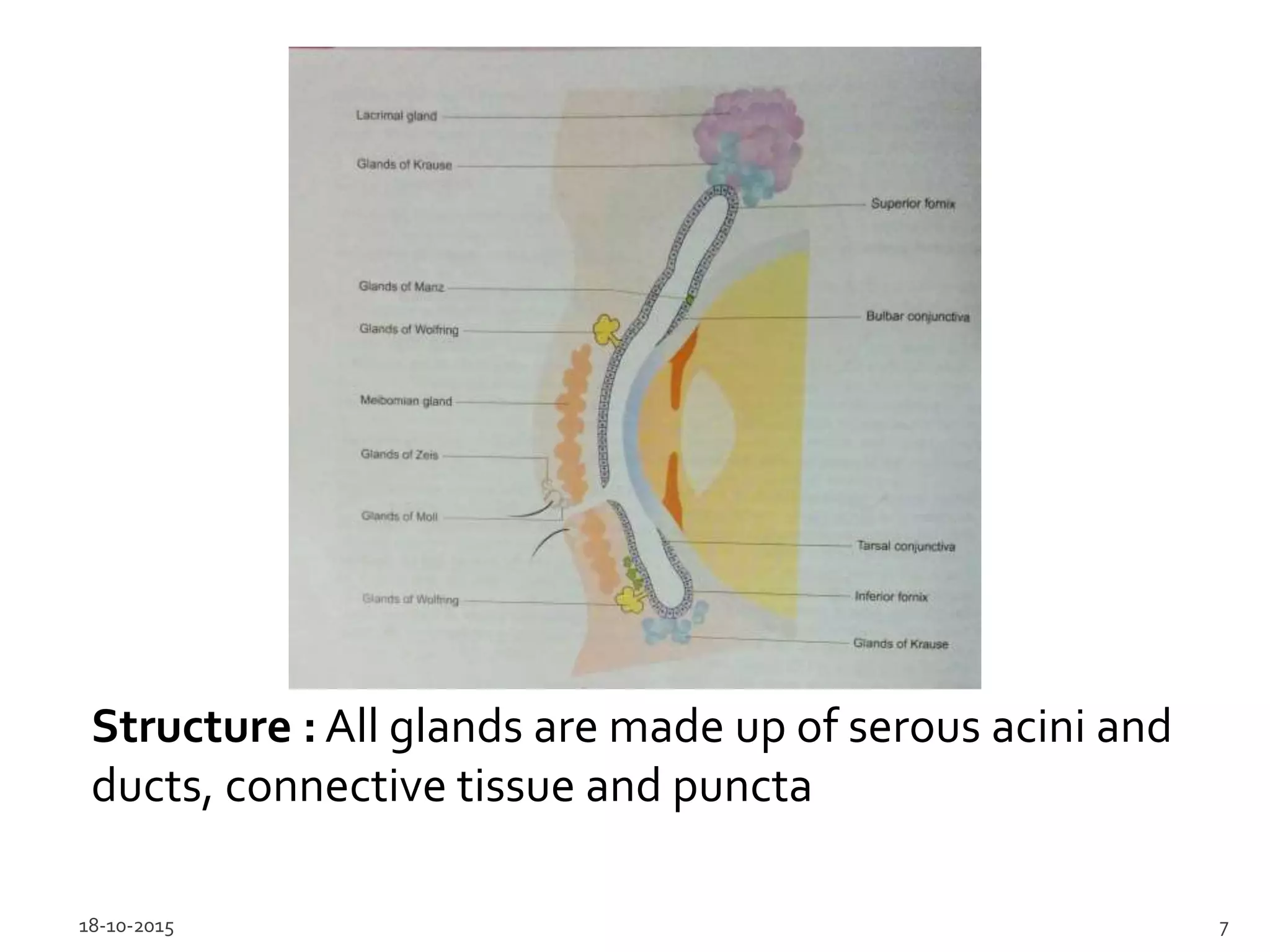 Lacrimal Apparatus Anatomy: Quiz Yourself & Become An Expert! - vteeh5l
