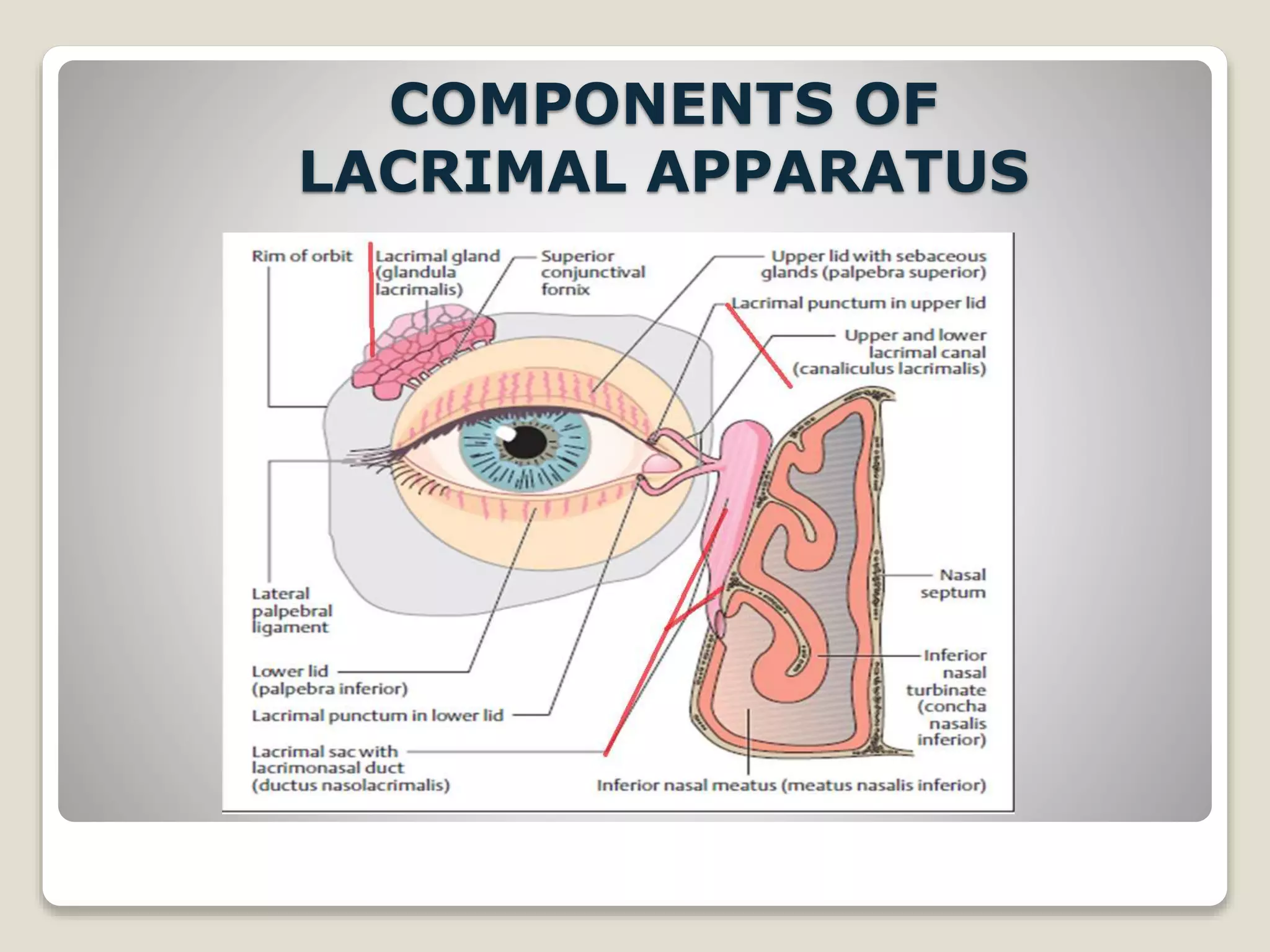 Anatomy of lacrimal apparatus | PPTX