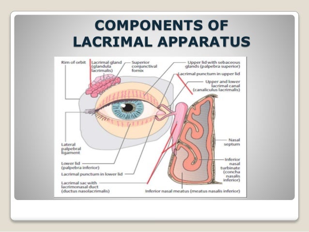 lacrimal apparatus