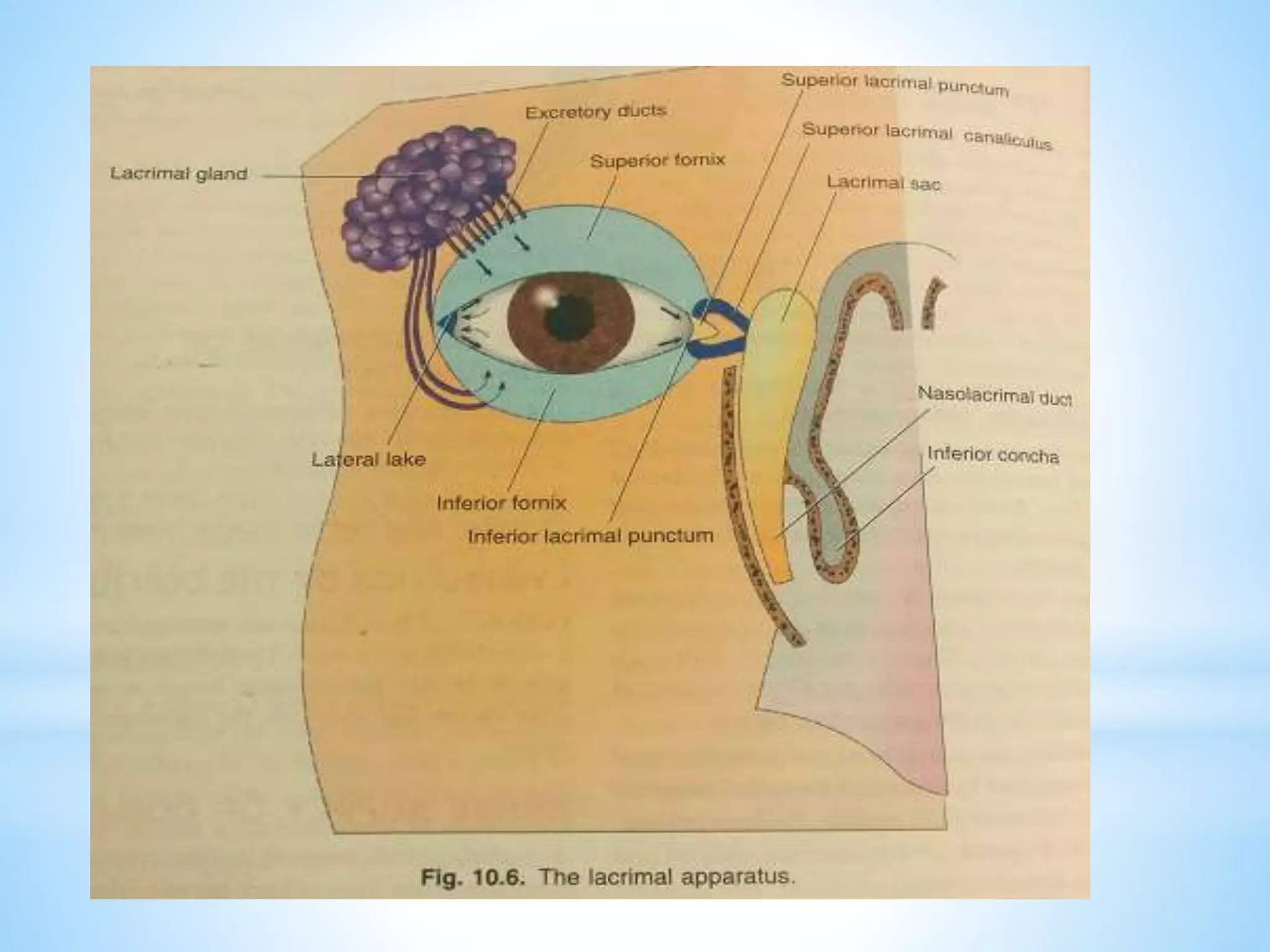 Anatomy of lacrimal apparatus | PPTX