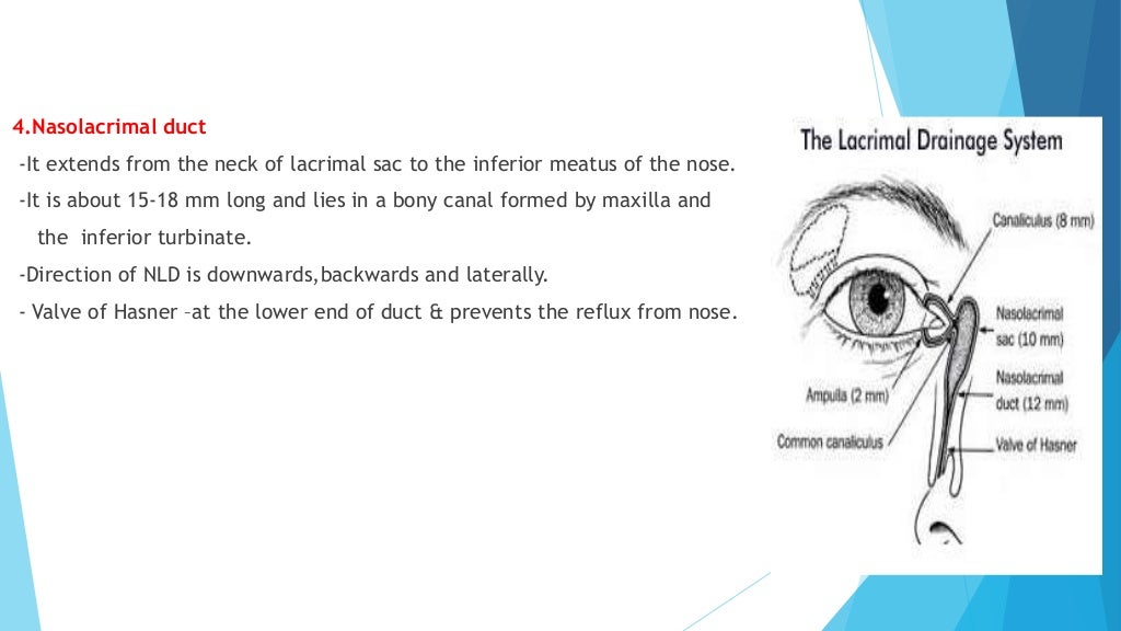 Anatomy of lacrimal gland