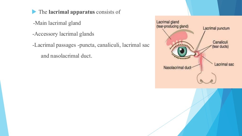 Anatomy of lacrimal gland