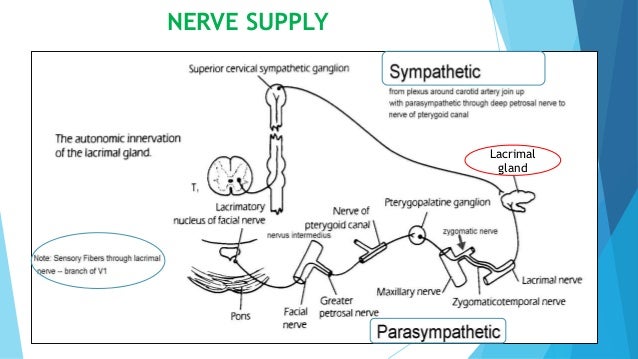 anatomy of lacrimal gland lacrimal gland innervation