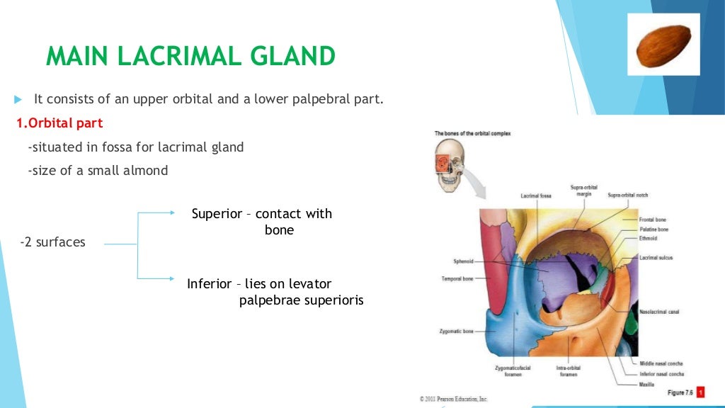 Anatomy of lacrimal gland