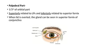 Comprehensive Anatomy and Diseases of the Lacrimal Gland and Apparatus ...