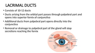 Comprehensive Anatomy and Diseases of the Lacrimal Gland and Apparatus ...