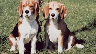 © 1998 - 2014 Eisenberg Holdings, LLC www.BryanEisenberg.com & @TheGrok
Google Explains Relevance
"We provide strong SCENT so users don't
lose time," he said. "We take the text
from the page that is relevant to the
query, and include it in the summary…
Advertisers are coming to the
realization that ads must have a scent
that the user will likely find useful."
- Krishna Bharat, senior research
scientist at Google
 