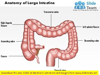 Transverse colon
Descending colon
Sigmoid colon
Ascending colon
Cecum
Right hepatic
flexure Left splenic flexure
Anatomy of Large Intestine
 