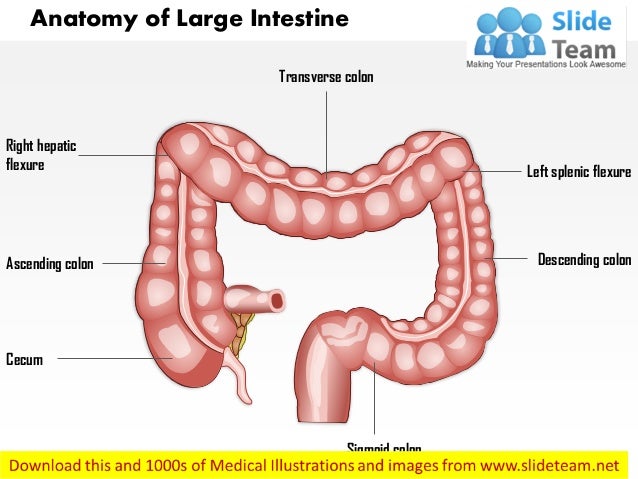 Large Intestine Chart