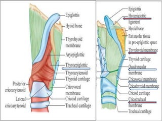 Quadrangular Membrane Function