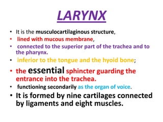 Paired Laryngeal Cartilages
 The larynx also contains three pairs of
 smaller cartilages:
the arytenoid,
corniculate,
...