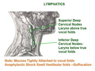 Anatomy of larynx