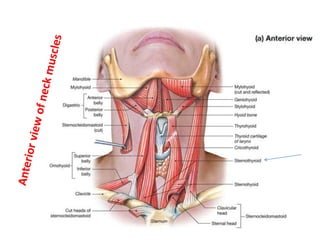LARYNX
• It is the musculocartilaginous structure,
• lined with mucous membrane,
• connected to the superior part of the t...