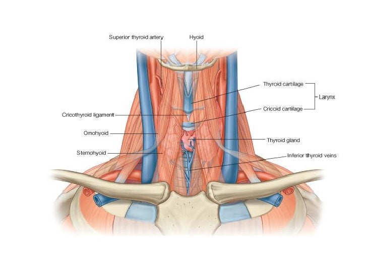 hyaline cartilage
