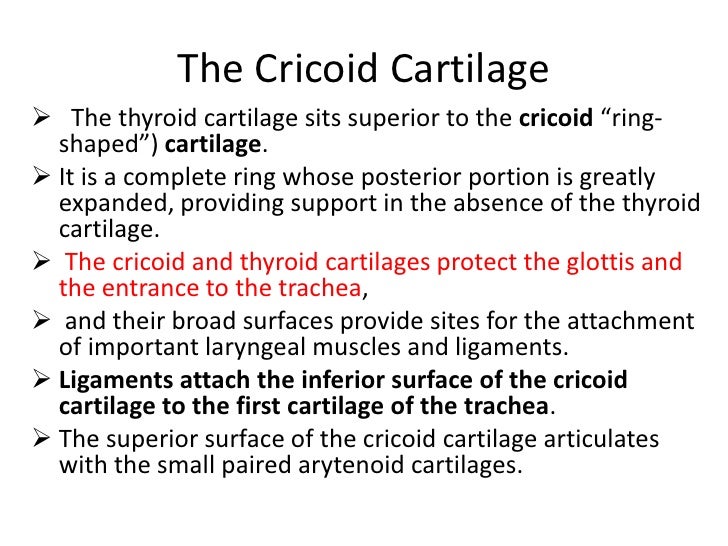 anatomy of larynx st 5 form