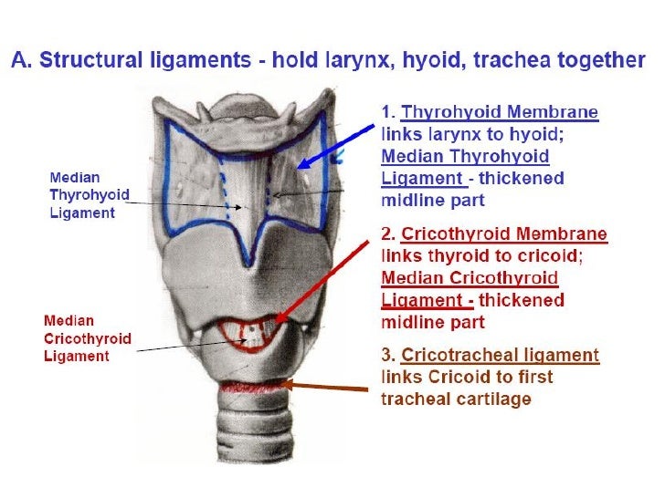 larynx anatomy
