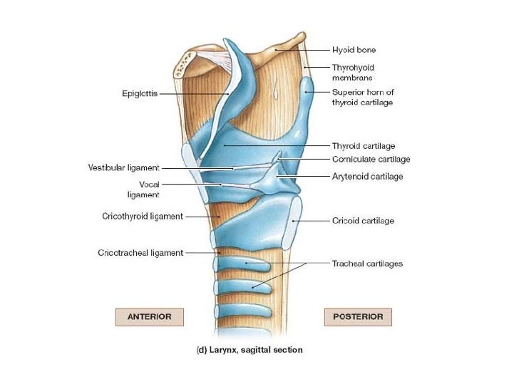 larynx anatomy