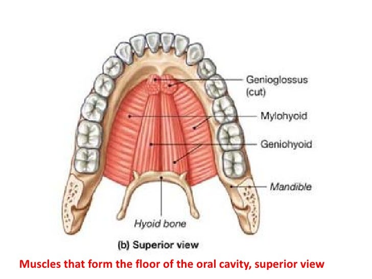 Anatomy of larynx