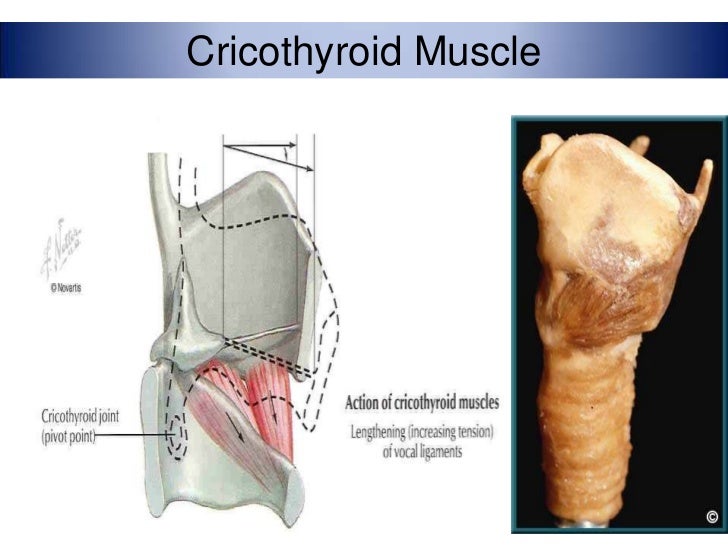 Anatomy of larynx