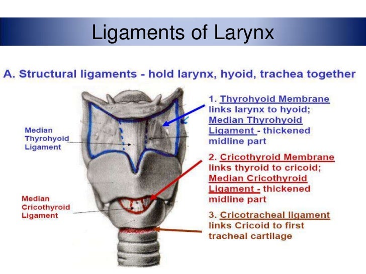 Anatomy of larynx