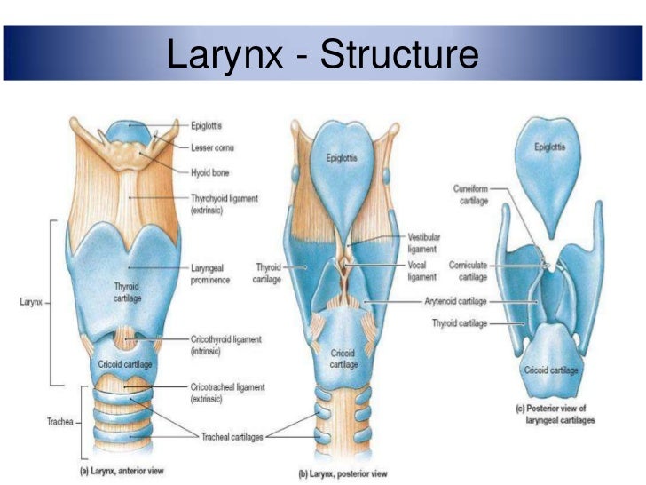 larynx anatomy