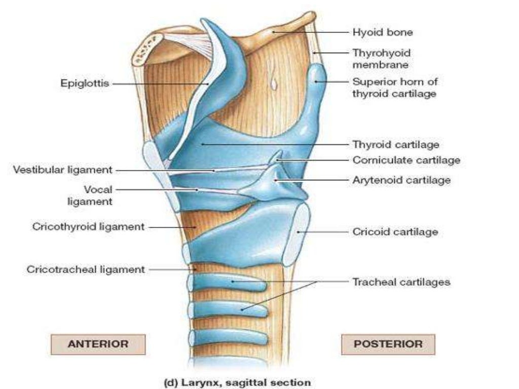 Anatomy of larynx