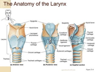 Anatomy of larynx | PPT