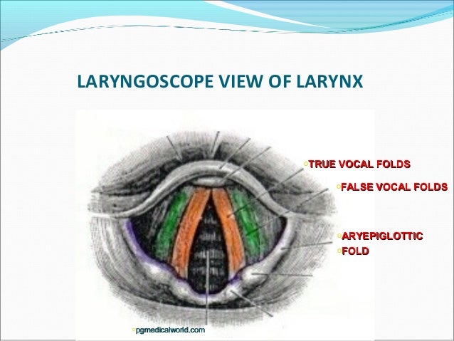 Anatomy of larynx