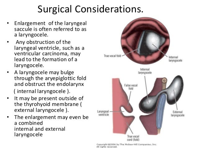 Anatomy of larynx.