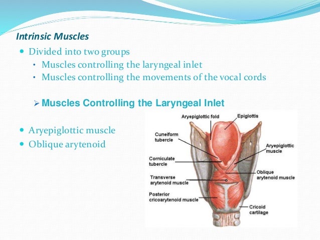 Anatomy of larynx vocal folds diagram 