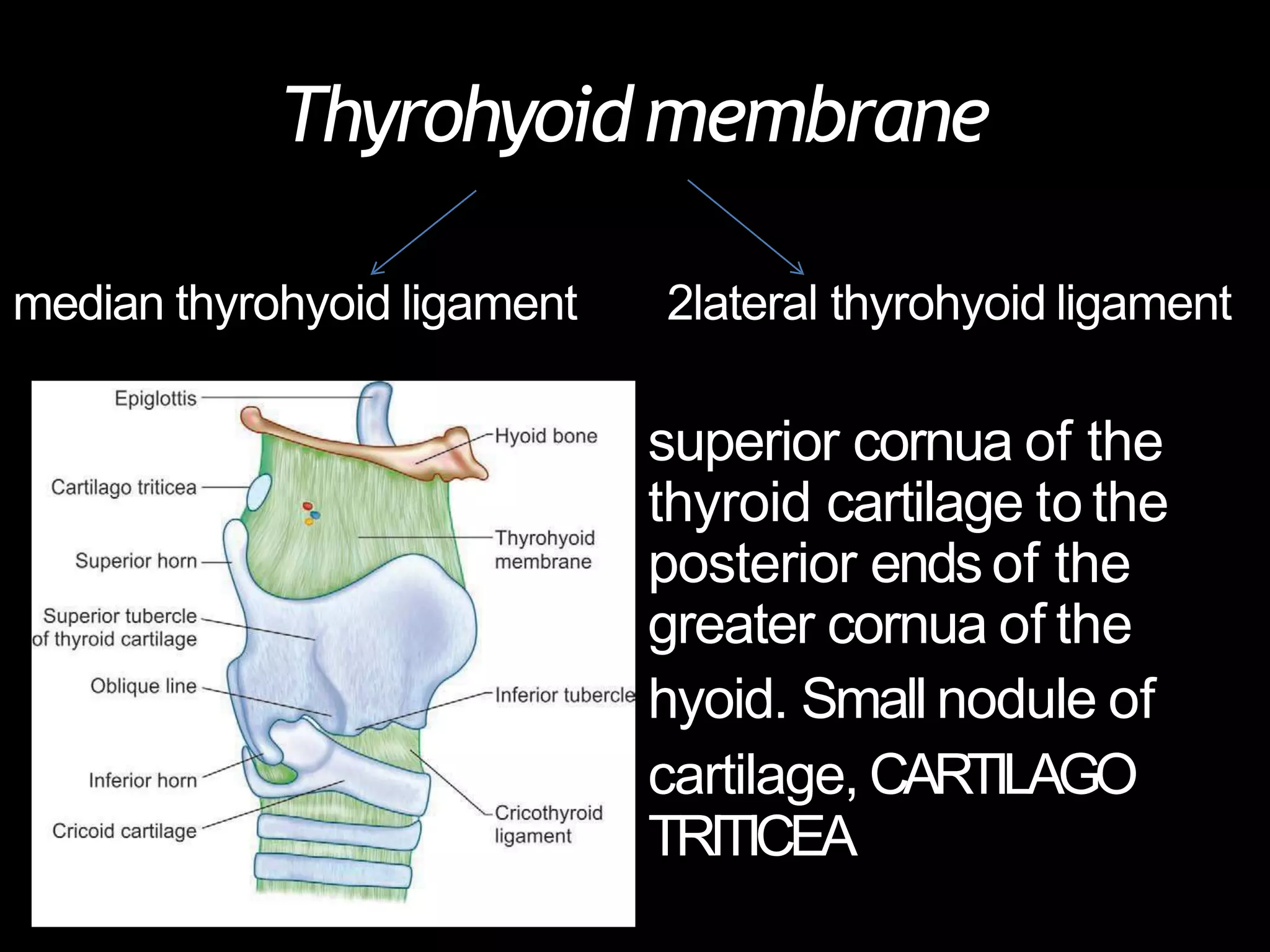 Anatomy Of Larynx(Voice Box) | PPTX