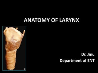 ANATOMY OF LARYNX
Dr. Jinu
Department of ENT
 