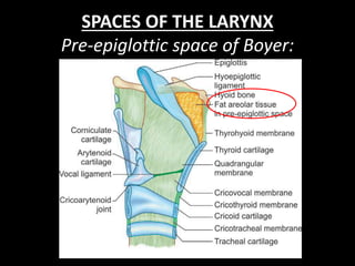 Anatomy of larynx