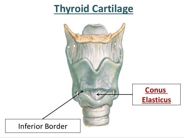 Anatomy of larynx