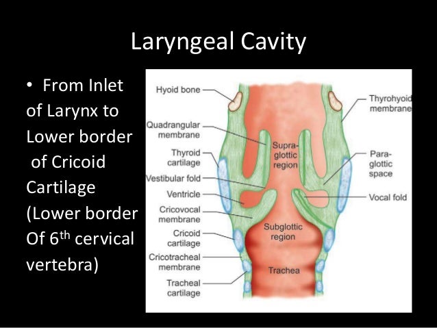 Anatomy of larynx