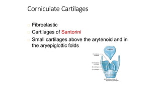 Principles and embryology ANATOMY OF LARYNX.pptx