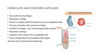 ANATOMY OF LARYNX-.pptx anatomy of larynx notes | PPTX