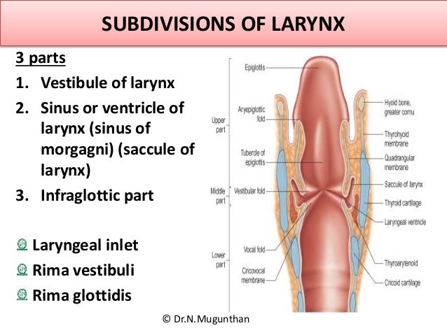 Anatomy of Larynx Prof.Dr.N.Mugunthan