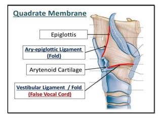 Anatomy of Larynx | PPTX