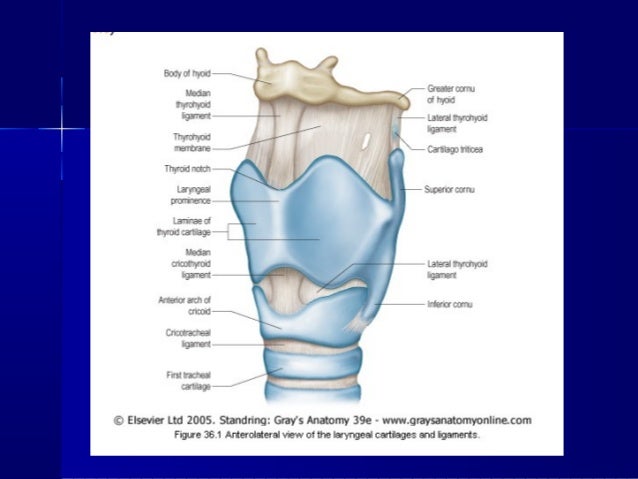 Anatomy of larynx and its anaesthetic importance