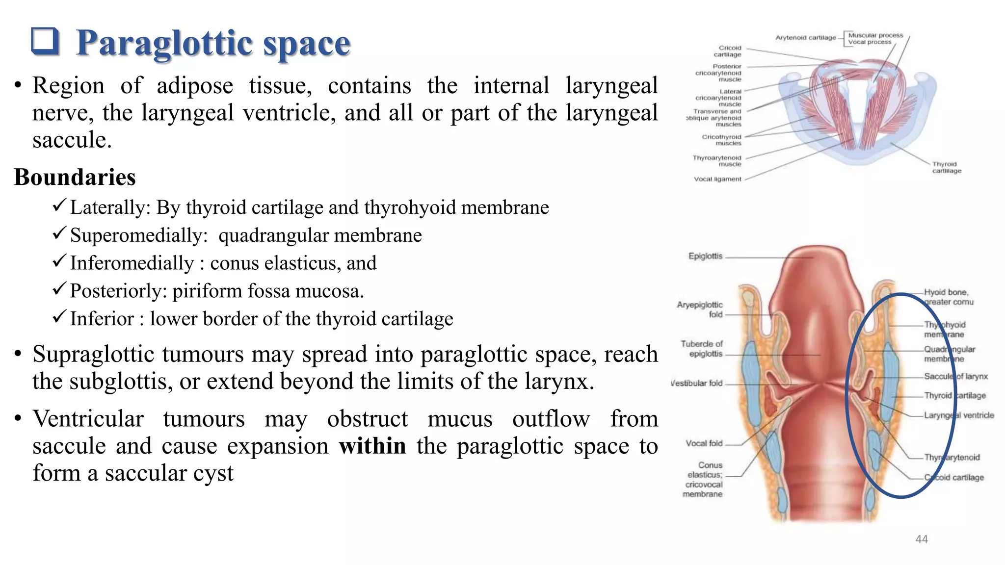 Anatomy of larynx and tracheobronchial tree | PPTX