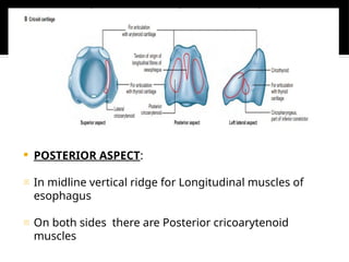 Midline Ridge Muscle ANATOMY OF LARYNX with subsites and hidden areas .pptx
