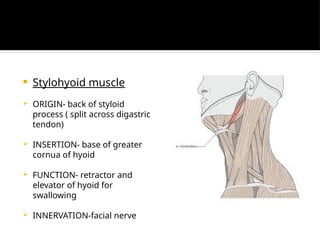 Styloid Function ANATOMY OF LARYNX with subsites and hidden areas .pptx